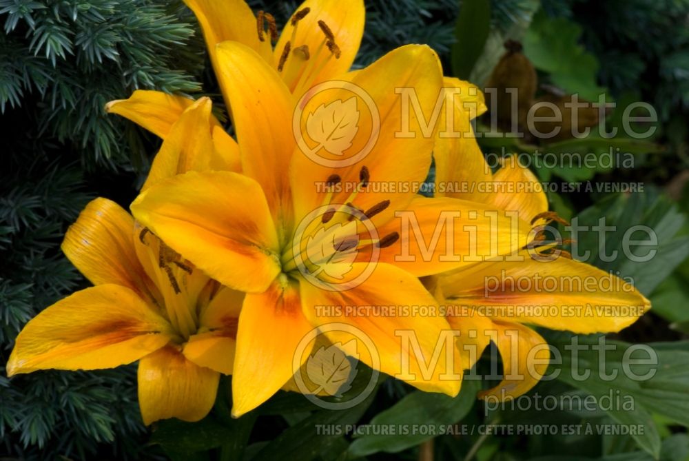 Lilium Cheops (Oriental Lily) 1 