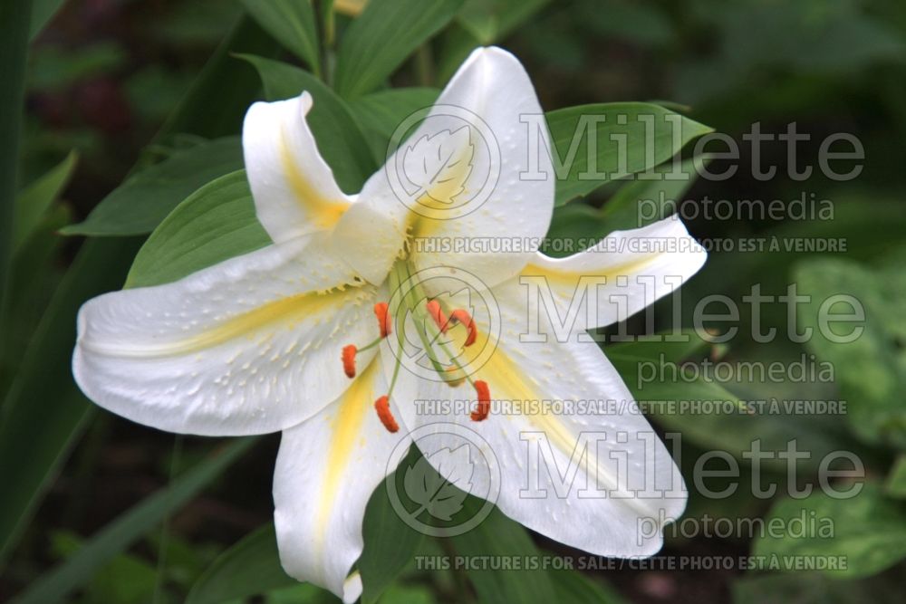 Lilium Devotion (Orientalis Lily) 1