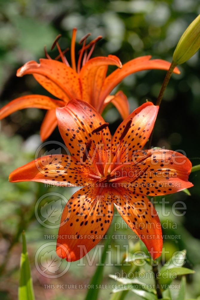 Lilium Elena (Orientalis Lily) 2 