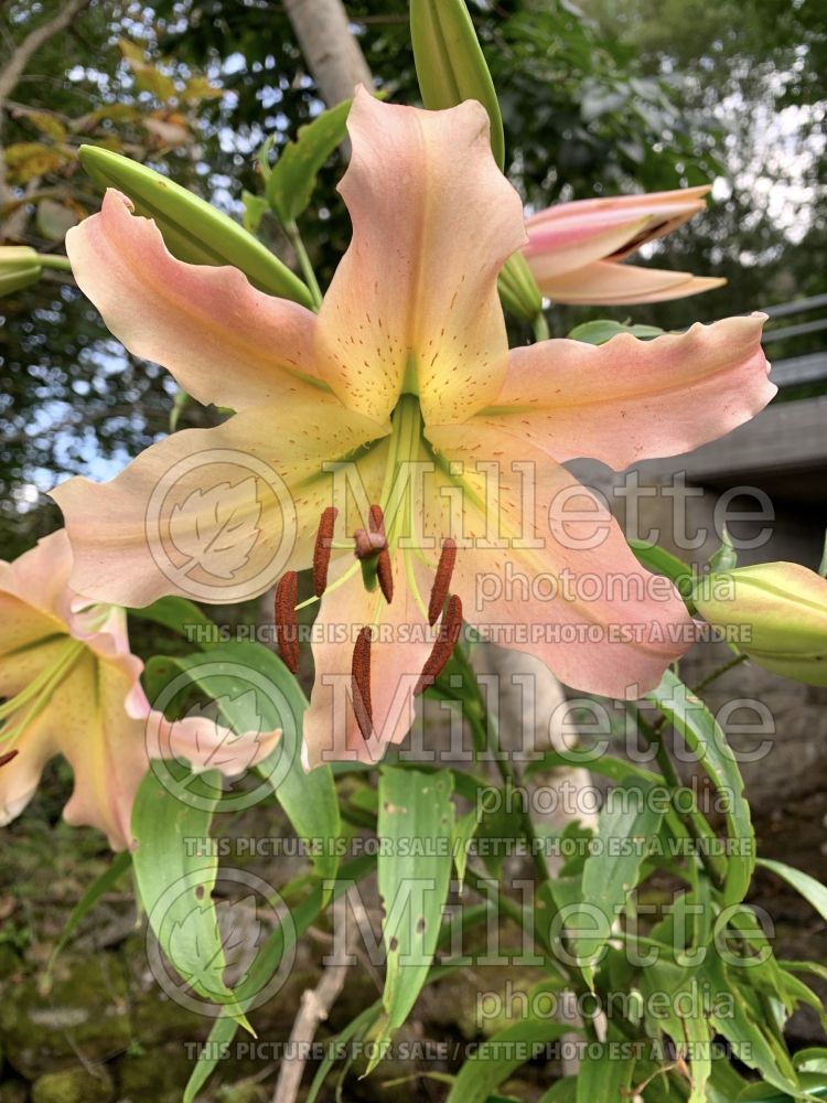Lilium Elusive (orientalis Lily) 2
