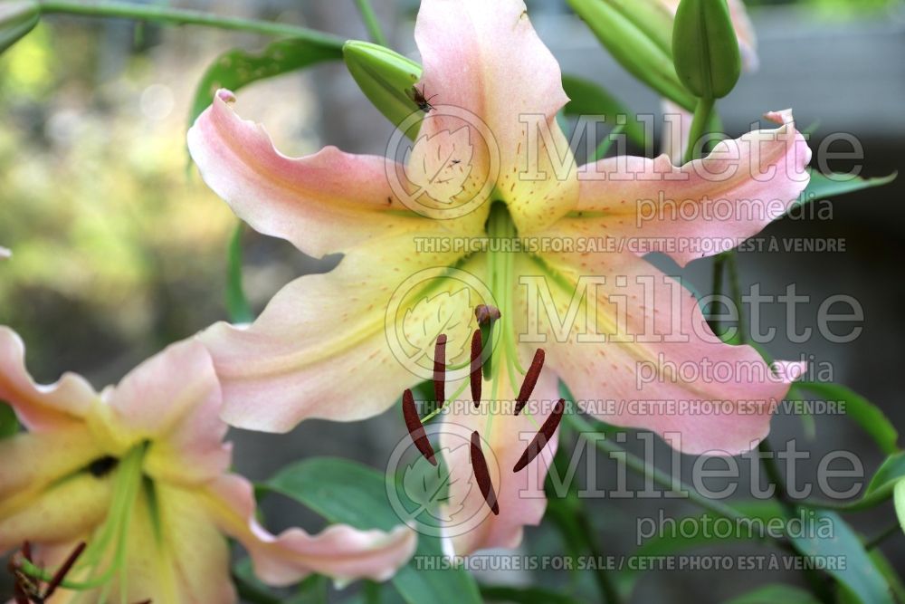 Lilium Elusive (orientalis Lily) 1