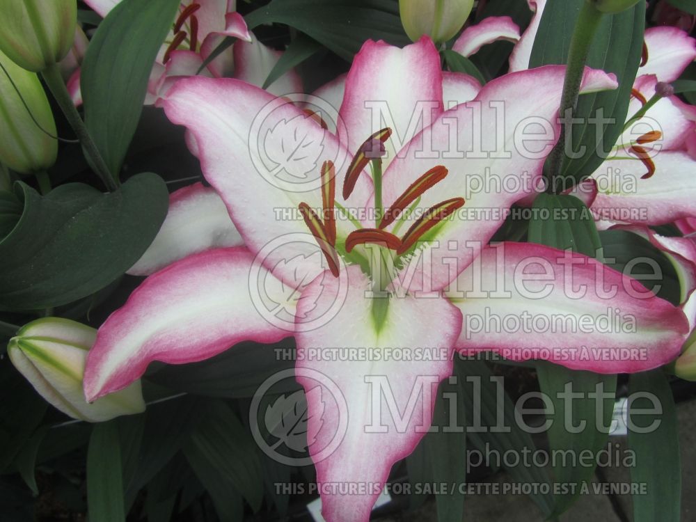 Lilium Hotline (Oriental Lily) 1