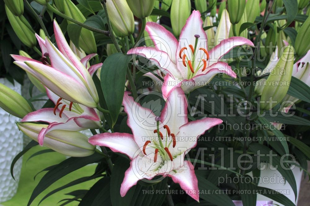 Lilium Hotline (Oriental Lily) 2