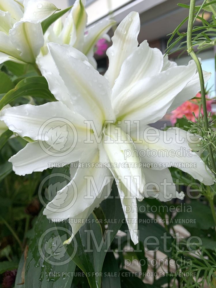 Lilium Lotus Beauty (oriental Lily) 1