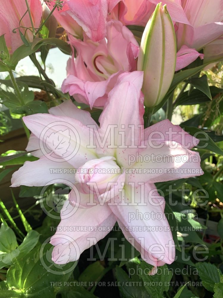 Lilium Lotus Spring (Oriental Lily) 1