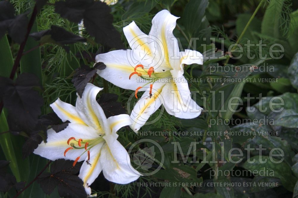 Lilium Montreal (Oriental Lily) 1
