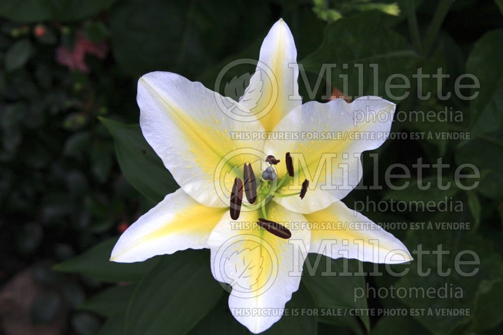 Lilium Nippon (Oriental Lily) 1