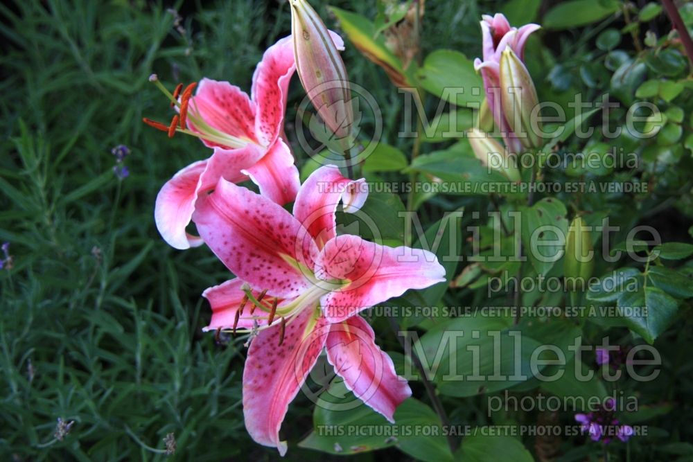 Lilium Stargazer (Oriental Lily) 5 