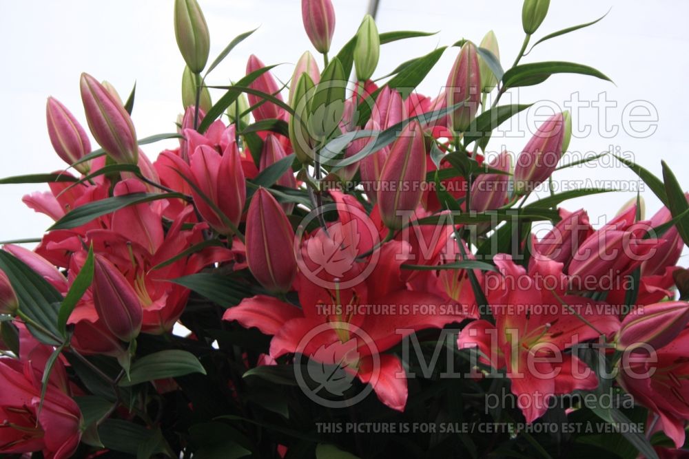 Lilium Tarrango (oriental Lily) 1