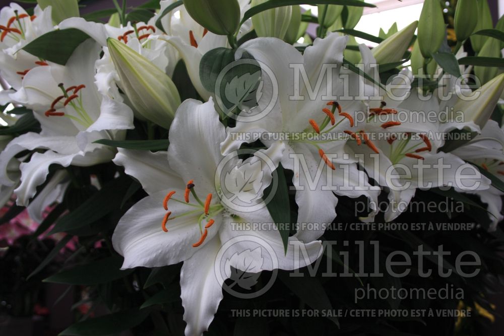 Lilium Valdez Oriental Lily) 2 