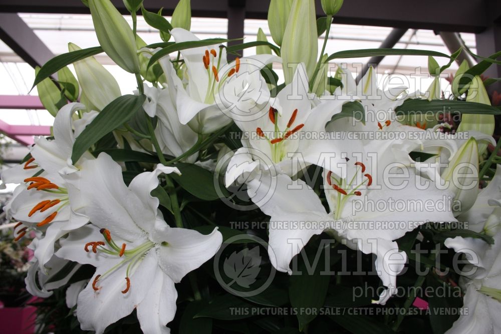 Lilium Valdez Oriental Lily) 1 