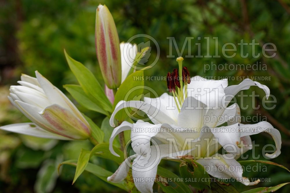 Lilium White Eyes (oriental Lily) 2