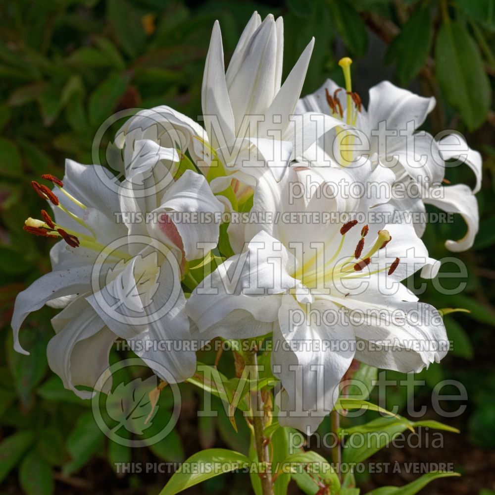 Lilium White Eyes (oriental Lily) 3