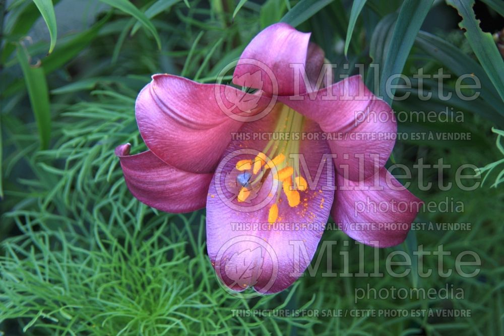 Lilium Pink Perfection (trumpet lily) 2 