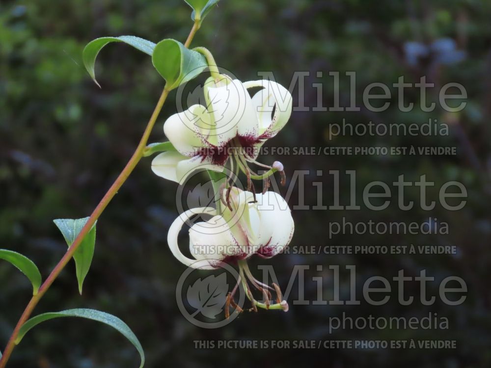 Lilium poilanei (lily) 1