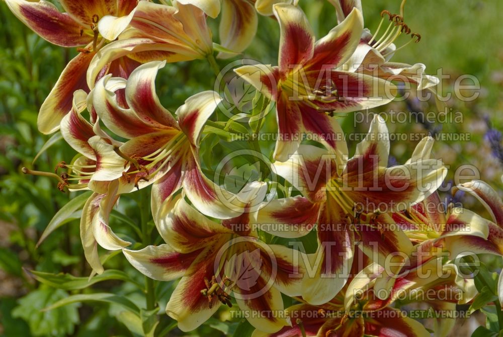 Lilium Red Dutch (Oriental Lily) 1