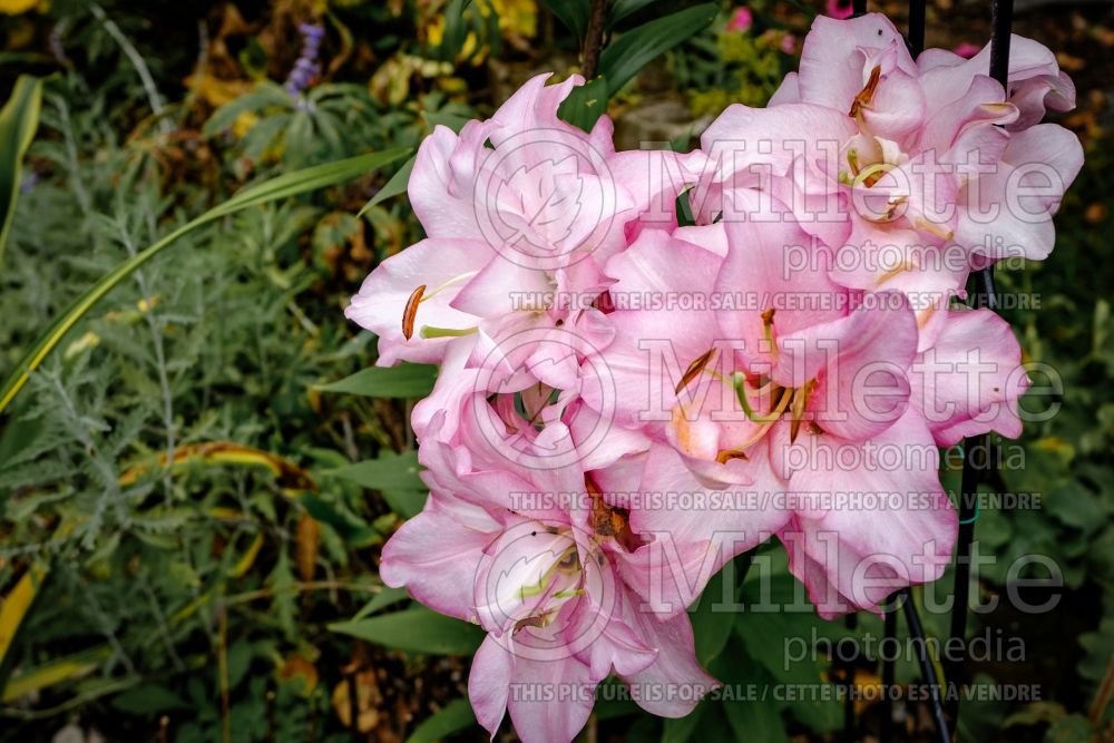 Lilium Roselily Anouska (Lily) 1