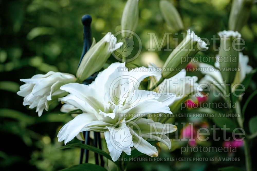 Lilium Roselily Corolla (Lily) 1