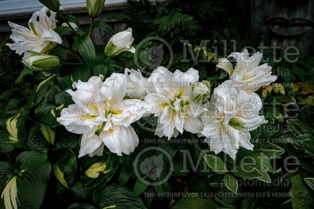 Lilium Roselily Sita (Lily) 1