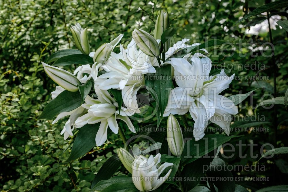 Lilium Roselily Zeta (Lily) 3