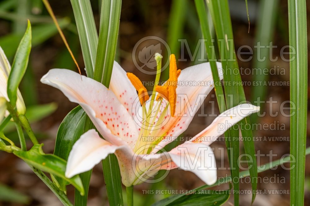 Lilium Salmon Star (Oriental Lily) 5