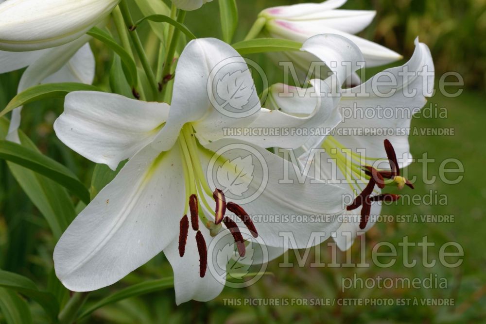 Lilium Stentor (Orienpet Lily) 1