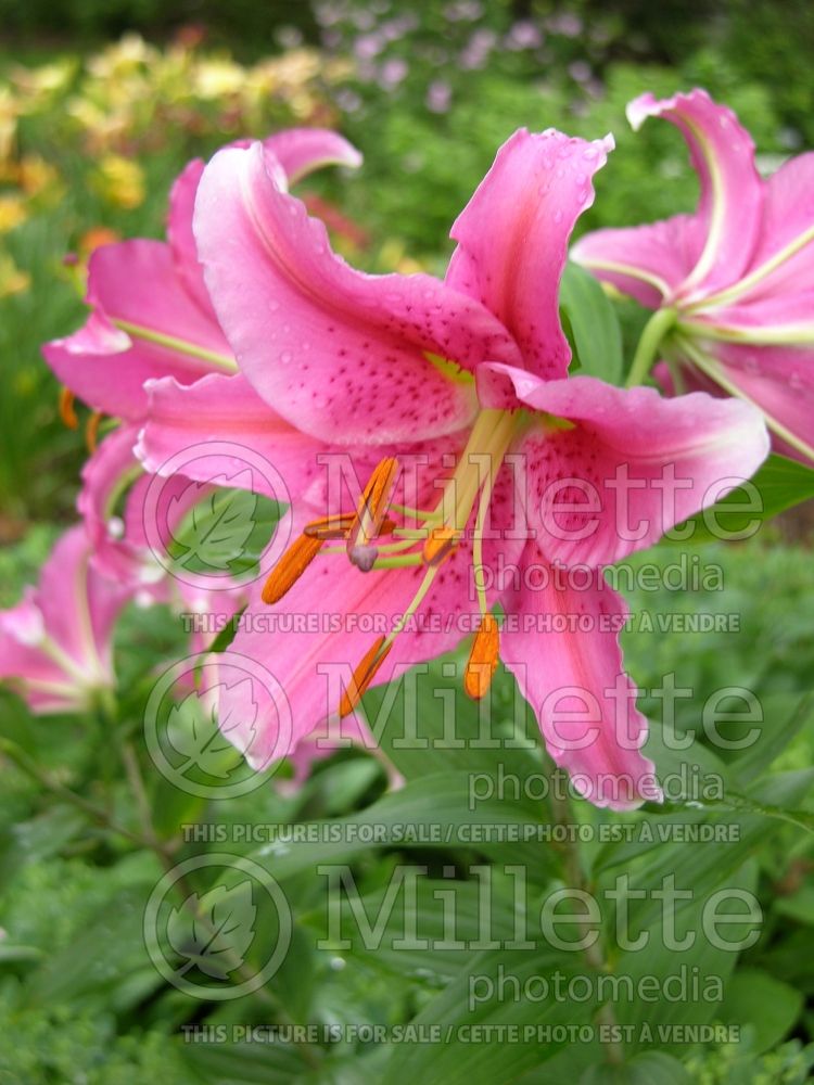 Lilium Acapulco (Oriental Lily)  2