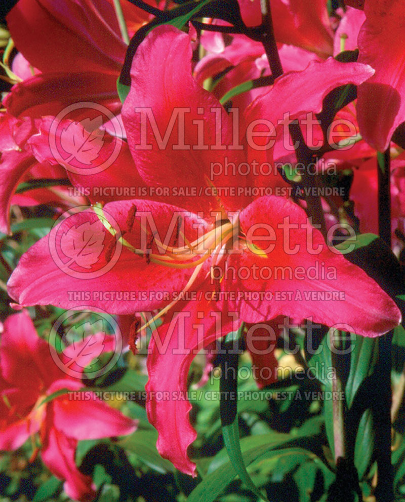 Lilium Acapulco (Oriental Lily)  1