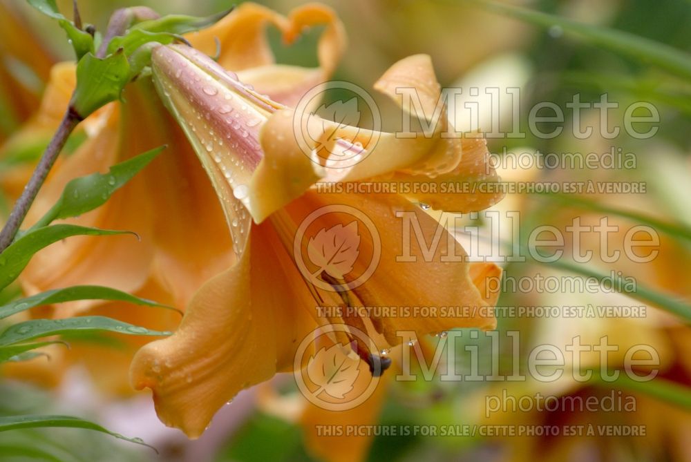 Lilium African Queen (Lily)  2