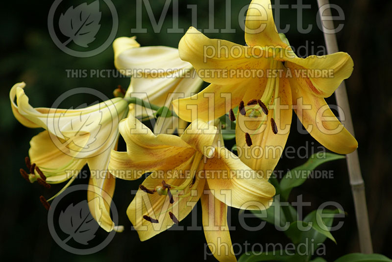 Lilium American Bandstand (Lily) 1 