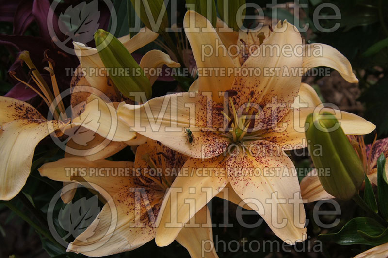 Lilium 4 You or Tango Passion 4 You (Asiatic Lily)  1