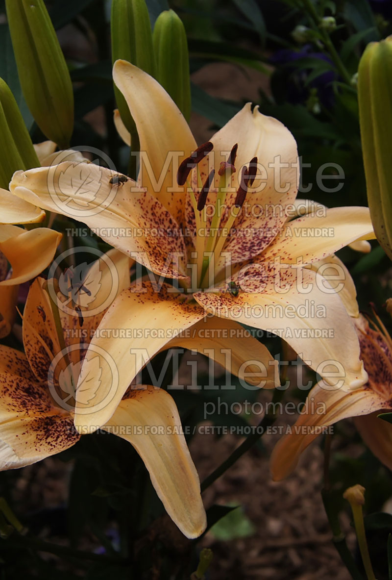 Lilium 4 You or Tango Passion 4 You (Asiatic Lily)  2