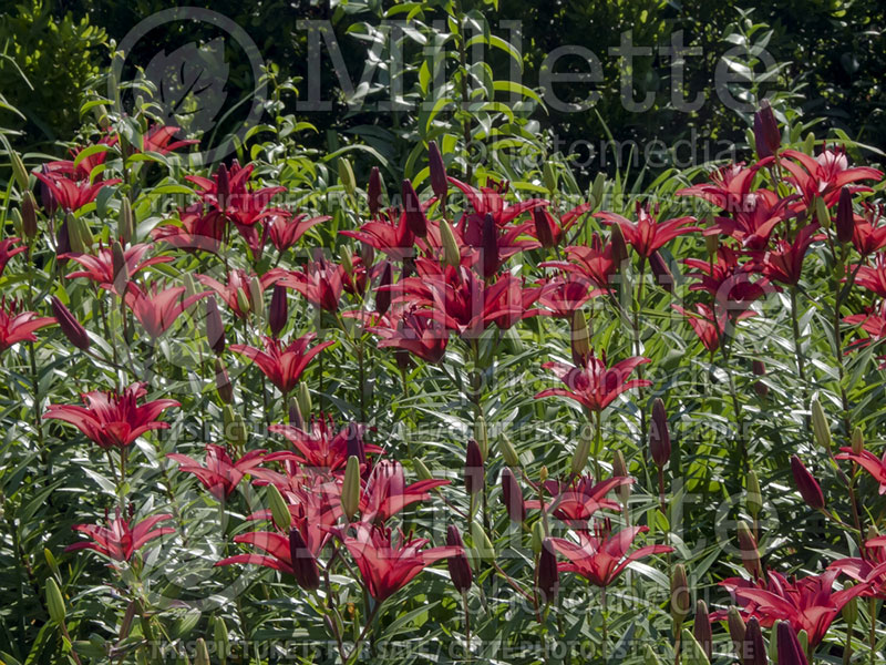 Lilium Black Jack (Oriental Lily)  1