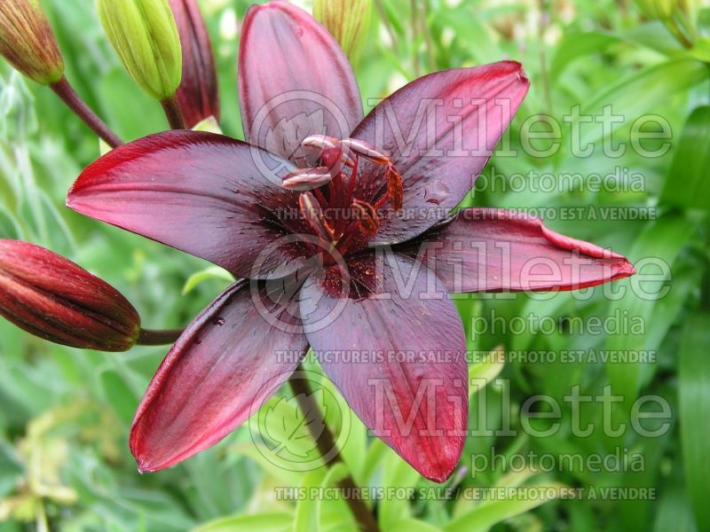 Lilium Black Jack (Asiatic Lily)  2