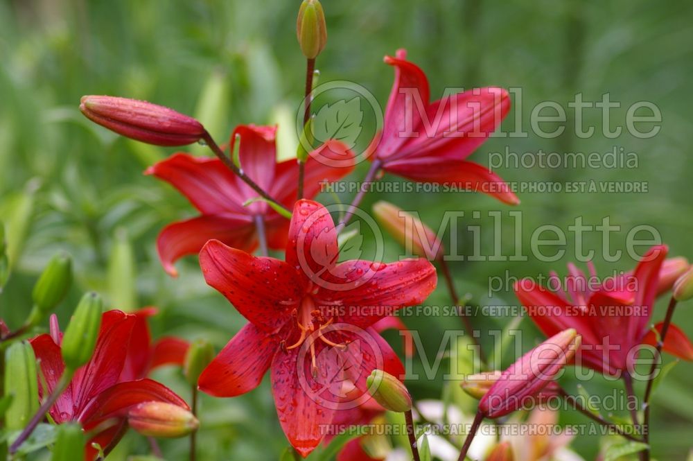 Lilium Bold Knight (Oriental Lily) 1