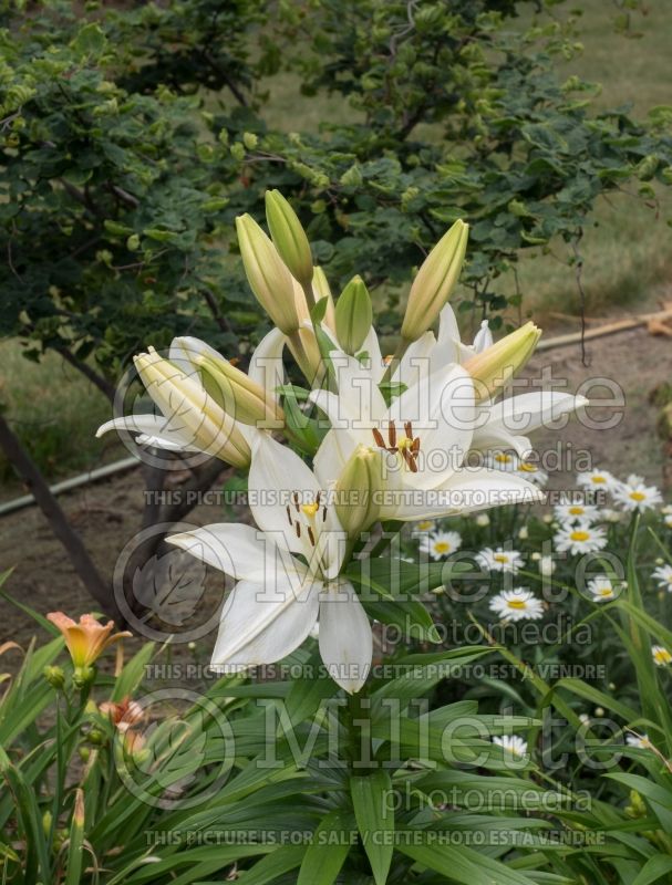 Lilium Bright Diamond (Lily)  1