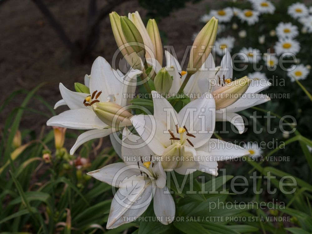 Lilium Bright Diamond (Lily)  3