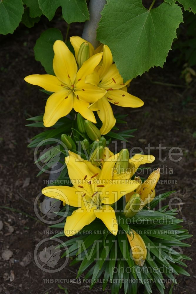 Lilium Butter Pixie (Lily) 4
