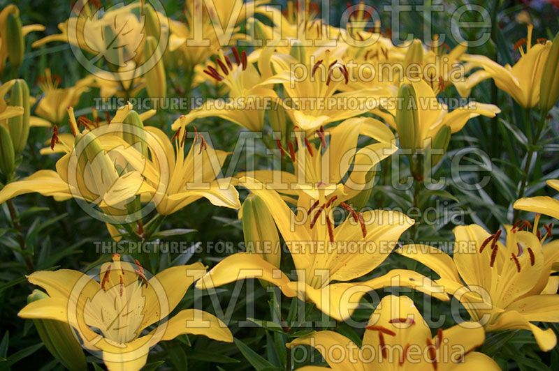 Lilium Butter Pixie (Lily) 1