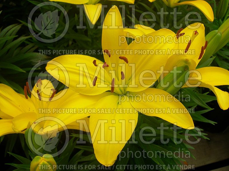 Lilium Butter Pixie (Lily) 2