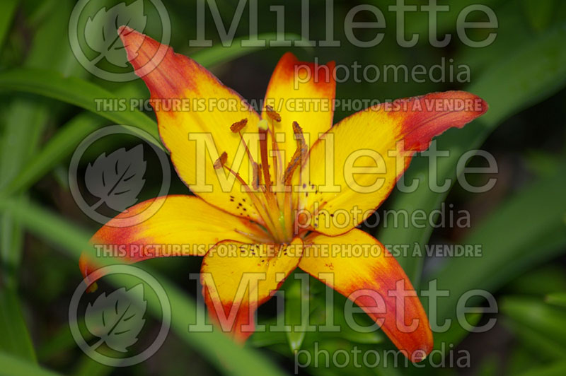 Lilium Cancun (Lily) 1 