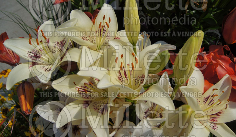 Lilium Centerfold (Asiatic Lily)  1