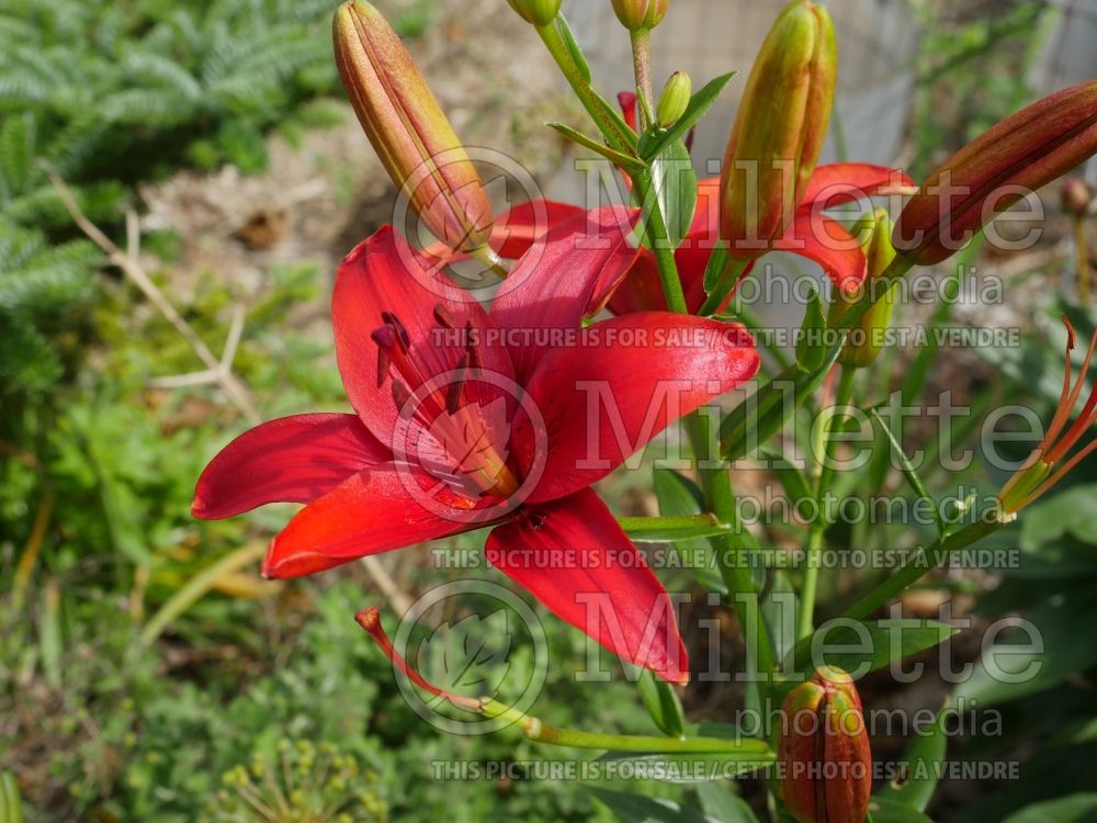 Lilium Corina (Asiatic Lily) 3