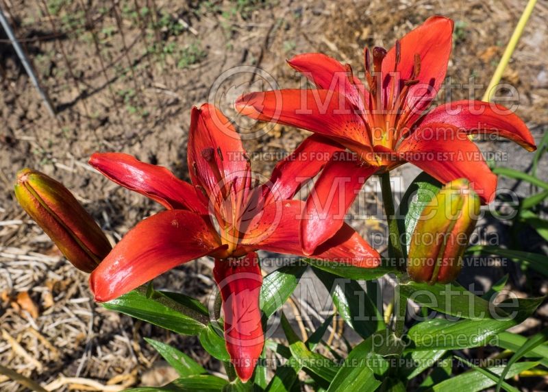 Lilium Corina (Asiatic Lily) 1