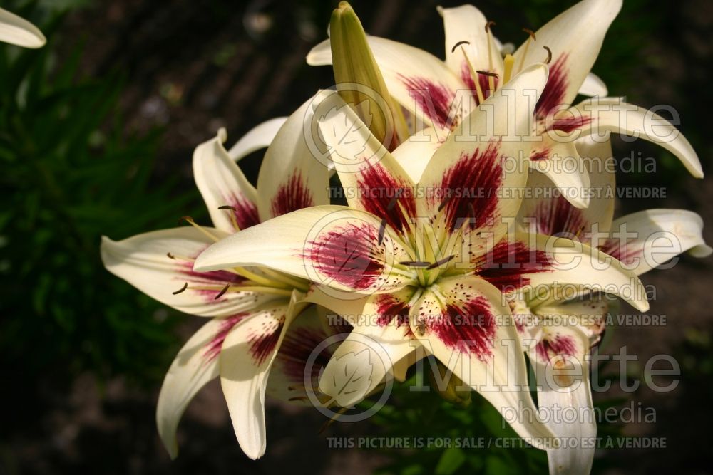 Lilium Dancing Eyes (Asiatic Lily) 1