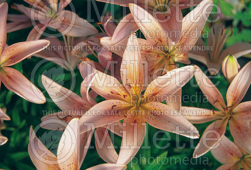 Lilium Dandy (Asiatic Lily) 1