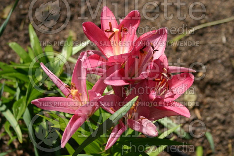 Lilium Dreamcatcher (Asiatica Lily)  1