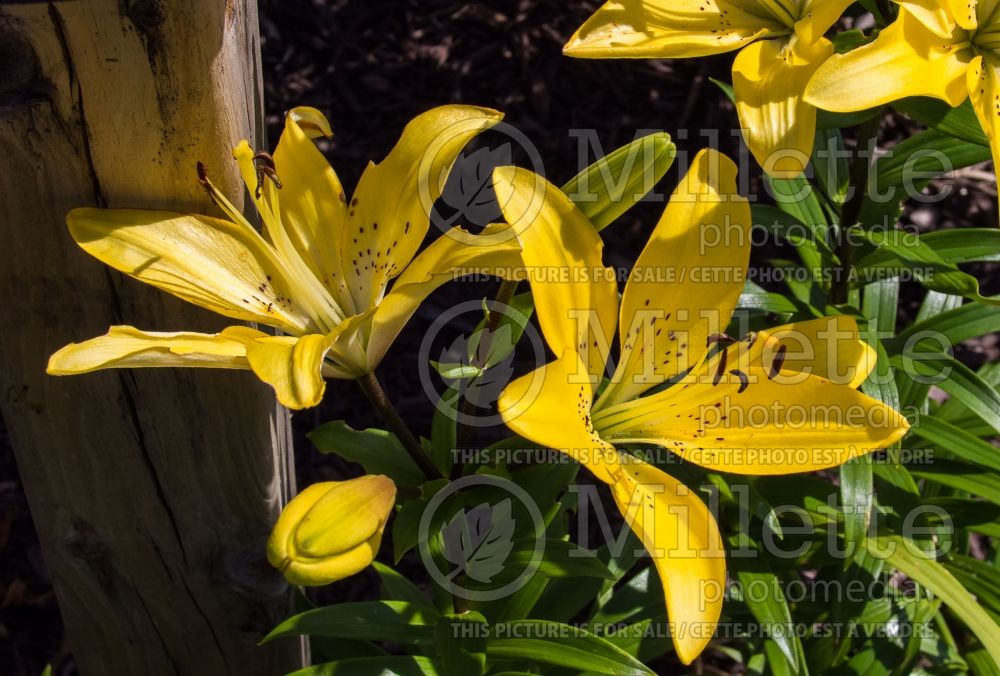 Lilium Easter Bonnet (Asiatic Lily) 2