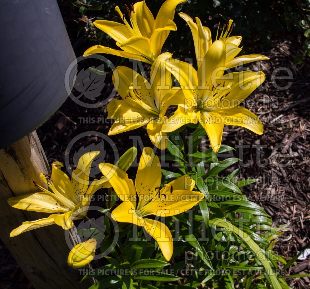 Lilium Easter Bonnet (Asiatic Lily) 3