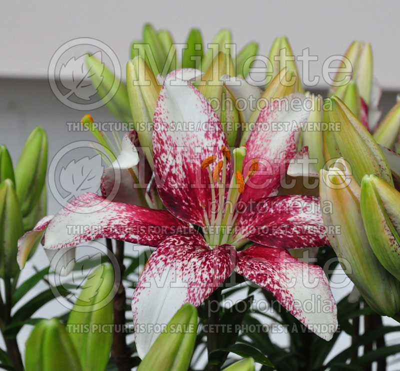 Lilium Keynote (Lily)  1